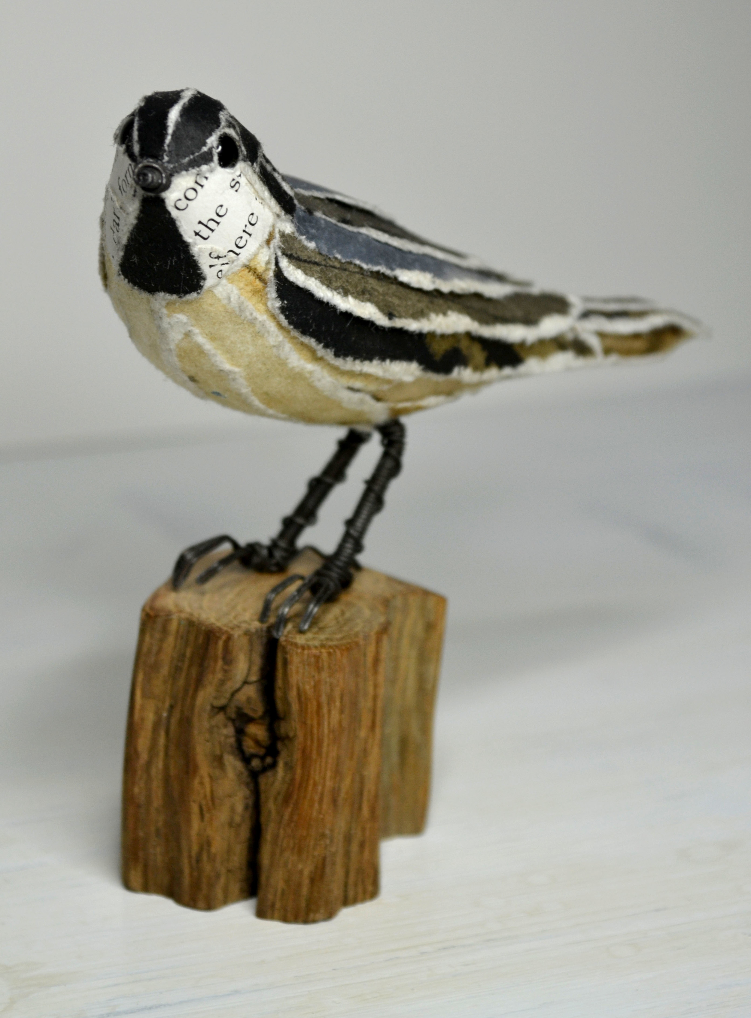 Coal tit