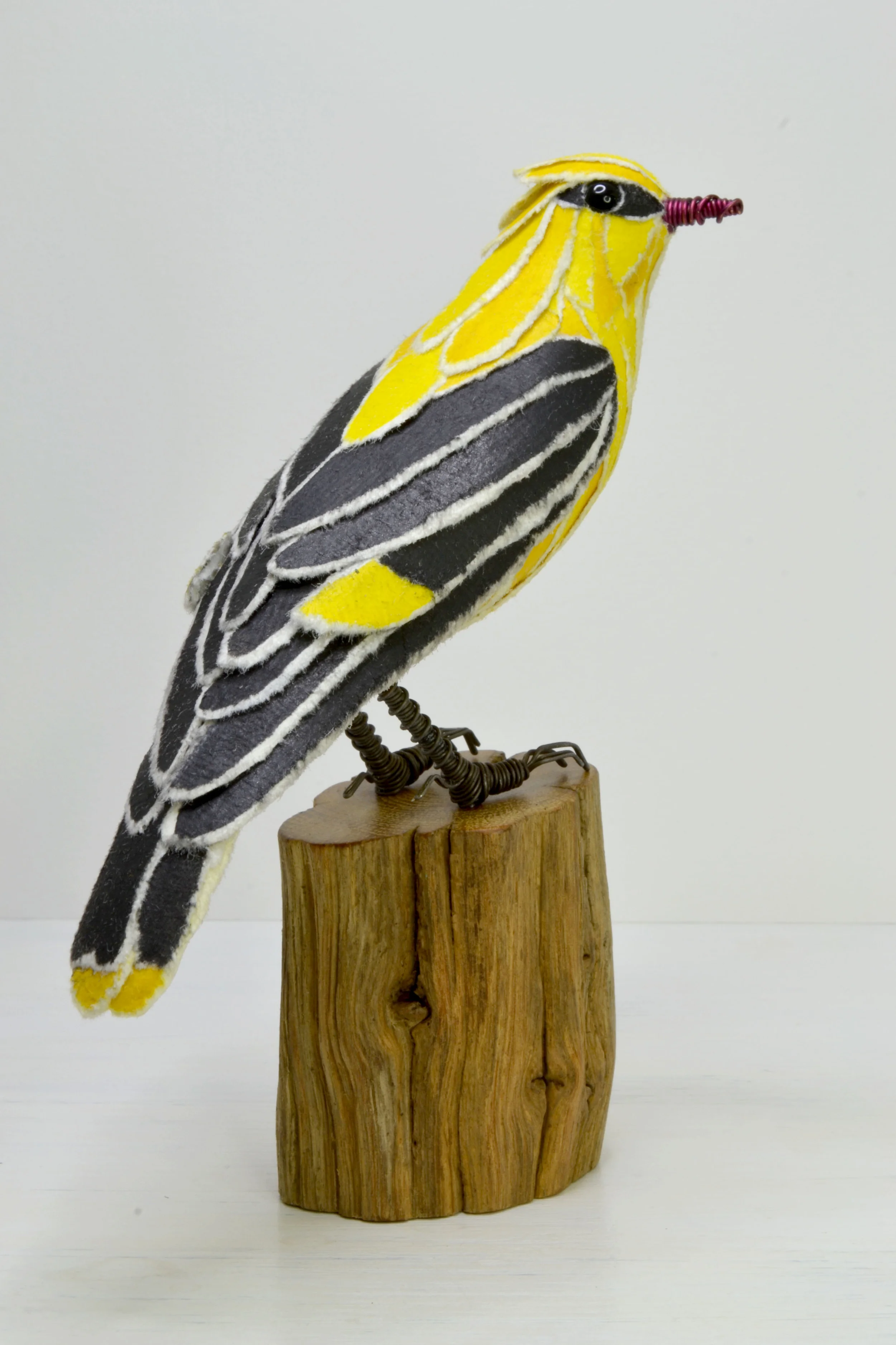 Golden Oriole