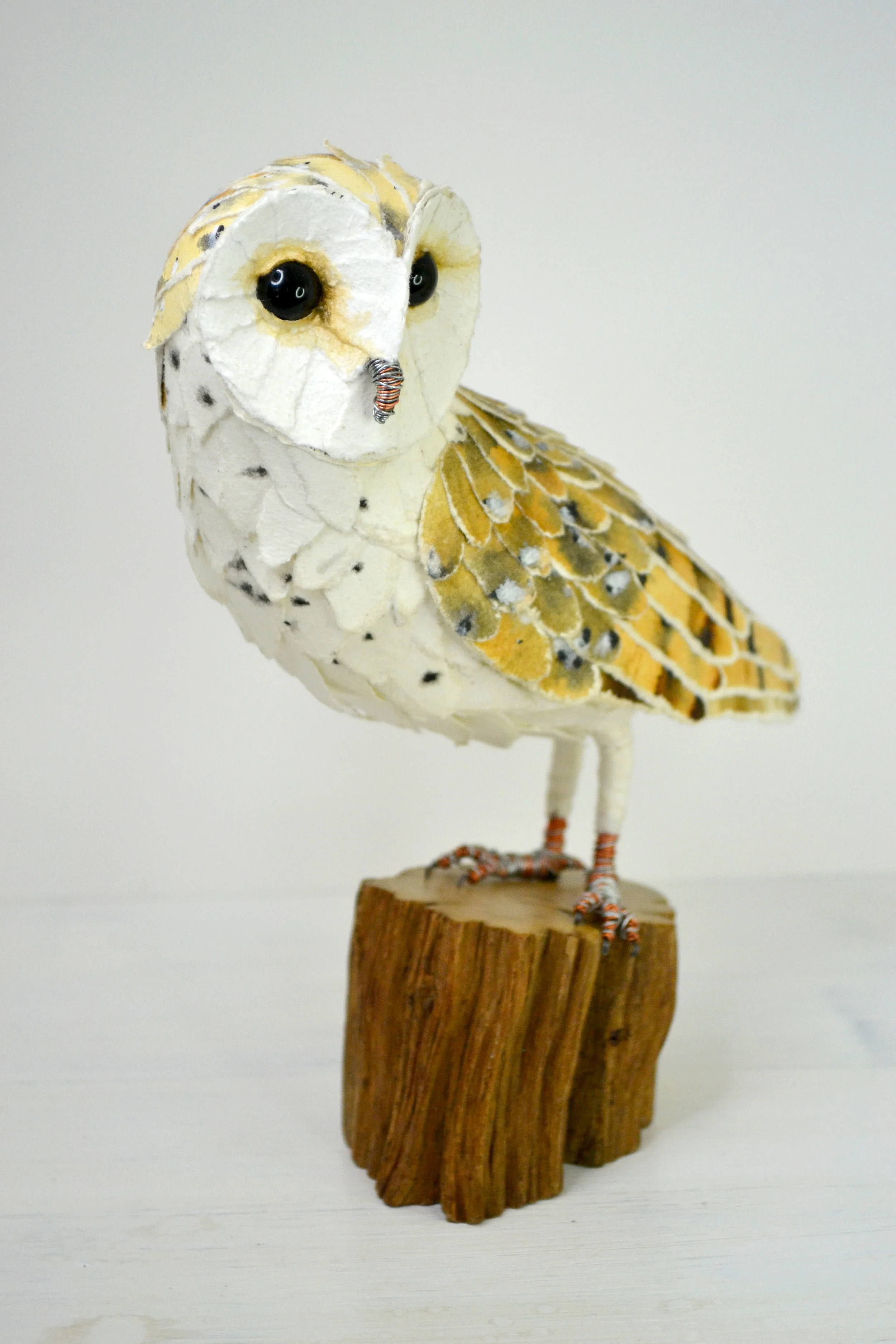 Barn Owl
