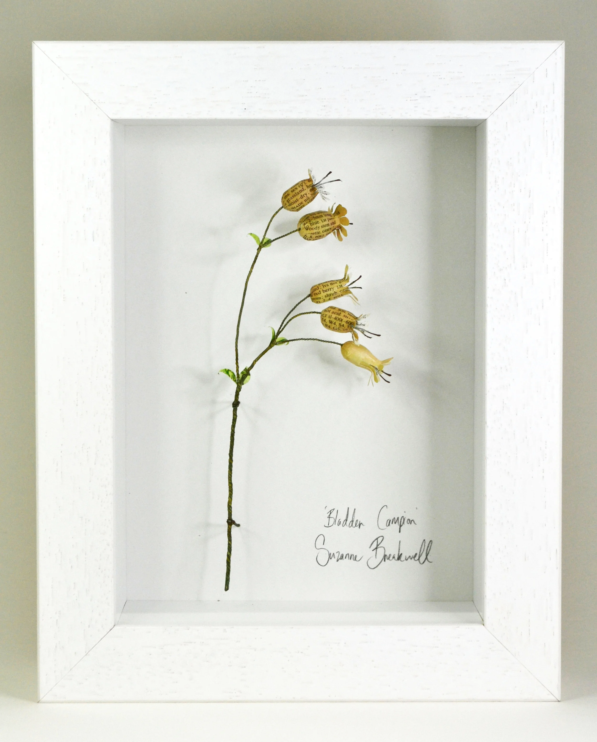 Bladder Campion