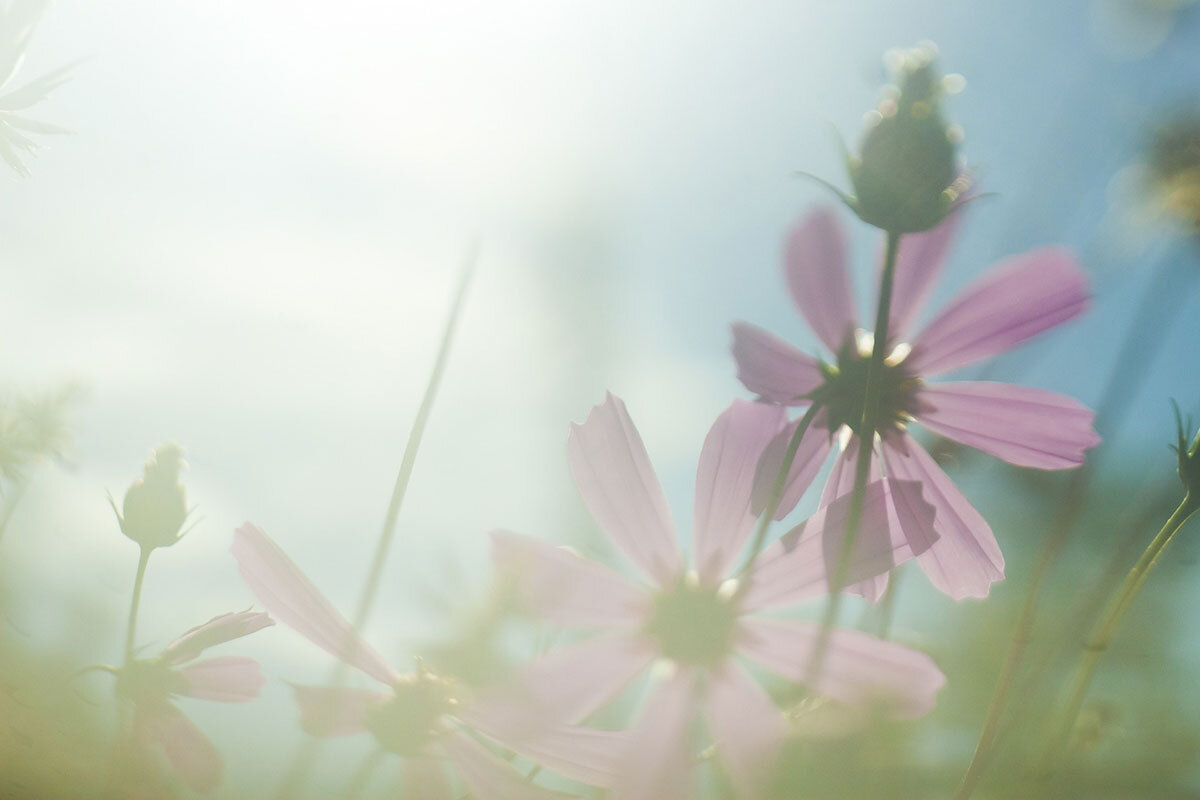 Therapy_Flowers.jpg