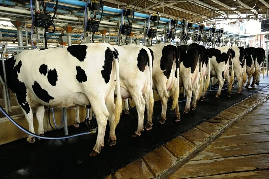 Milking.jpg