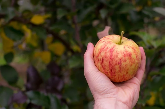 A Few Strange Things that May Occur while Apple Picking