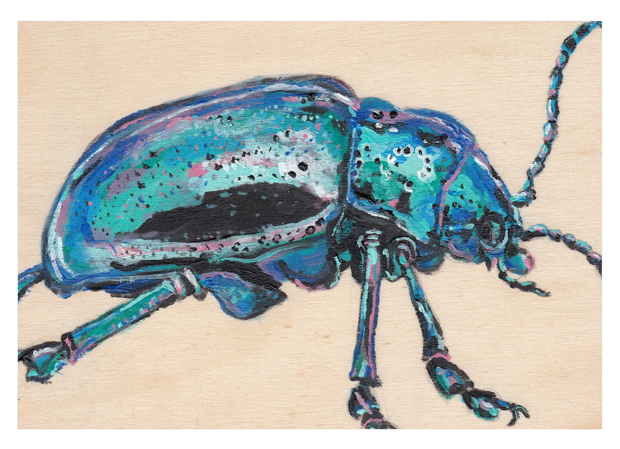 beetle-4.jpg