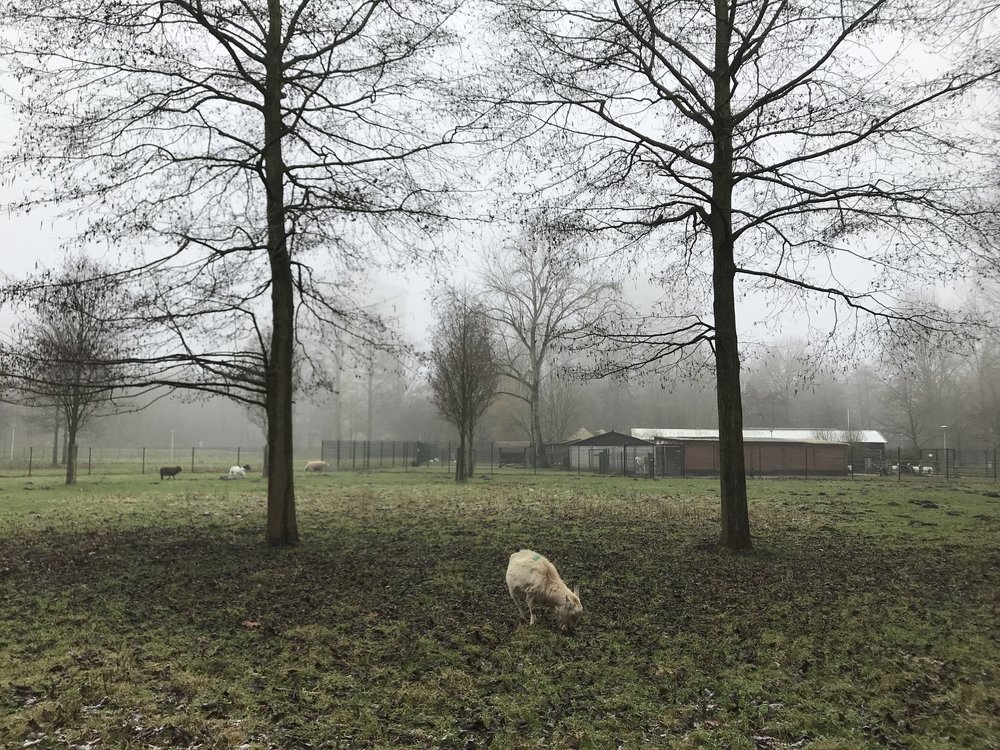  It’s amazing how quickly you can feel like you are in the countryside, even inside the city limits of Amsterdam. I found this little animal farm in the corner of Rembrandt Park.  