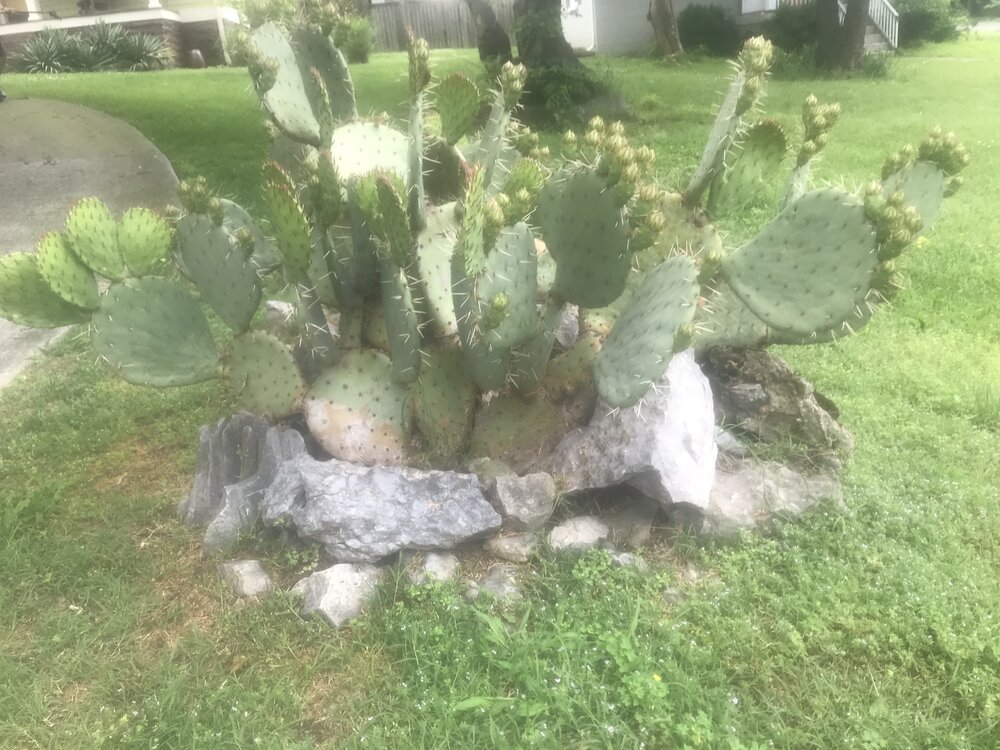  I thought it was unusual to find a cactus in Nashville, but a neighbor found me staring and explained (from a big, safe distance) this variety is native to Middle Tennessee. He told me it will be covered in yellow flowers in a few weeks, so now I ha