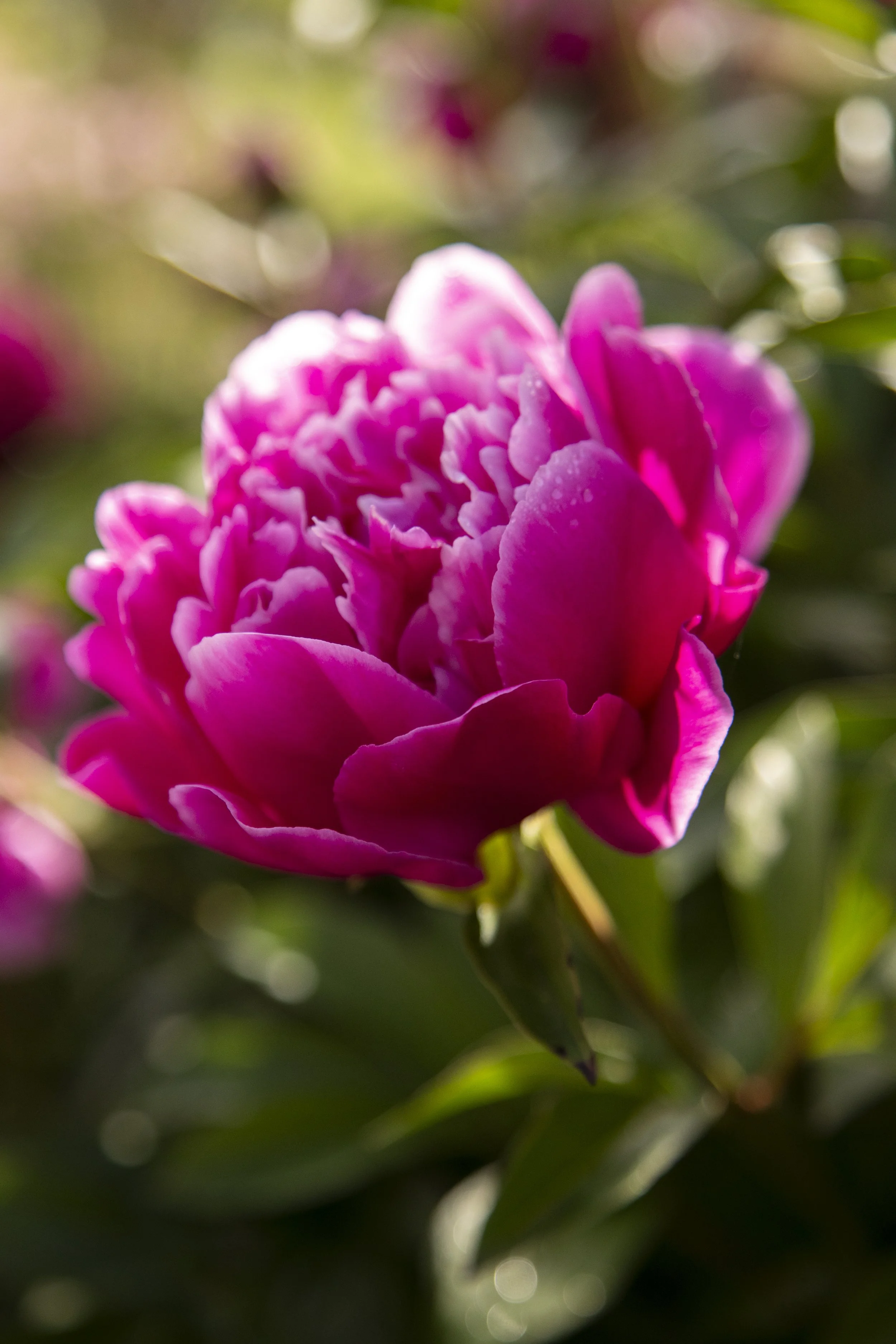 springredo-8.jpg
