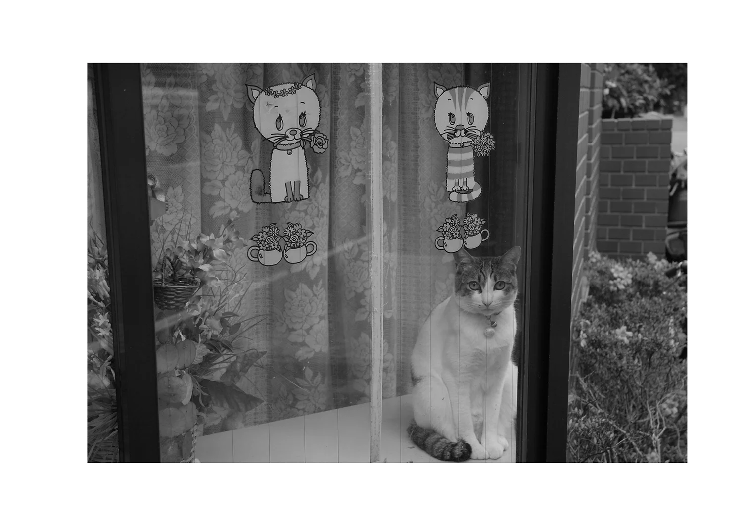 猫のつめとぎ "Sharpening of a Cat's Claw" 2017 #02