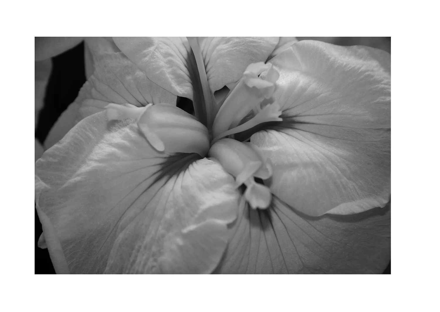 猫のつめとぎ "Sharpening of a Cat's Claw" 2017 #04