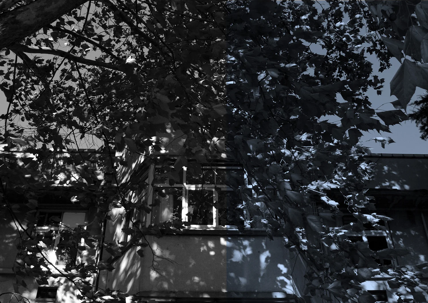 猫のつめとぎ "Sharpening of a Cat's Claw" 2017 #14