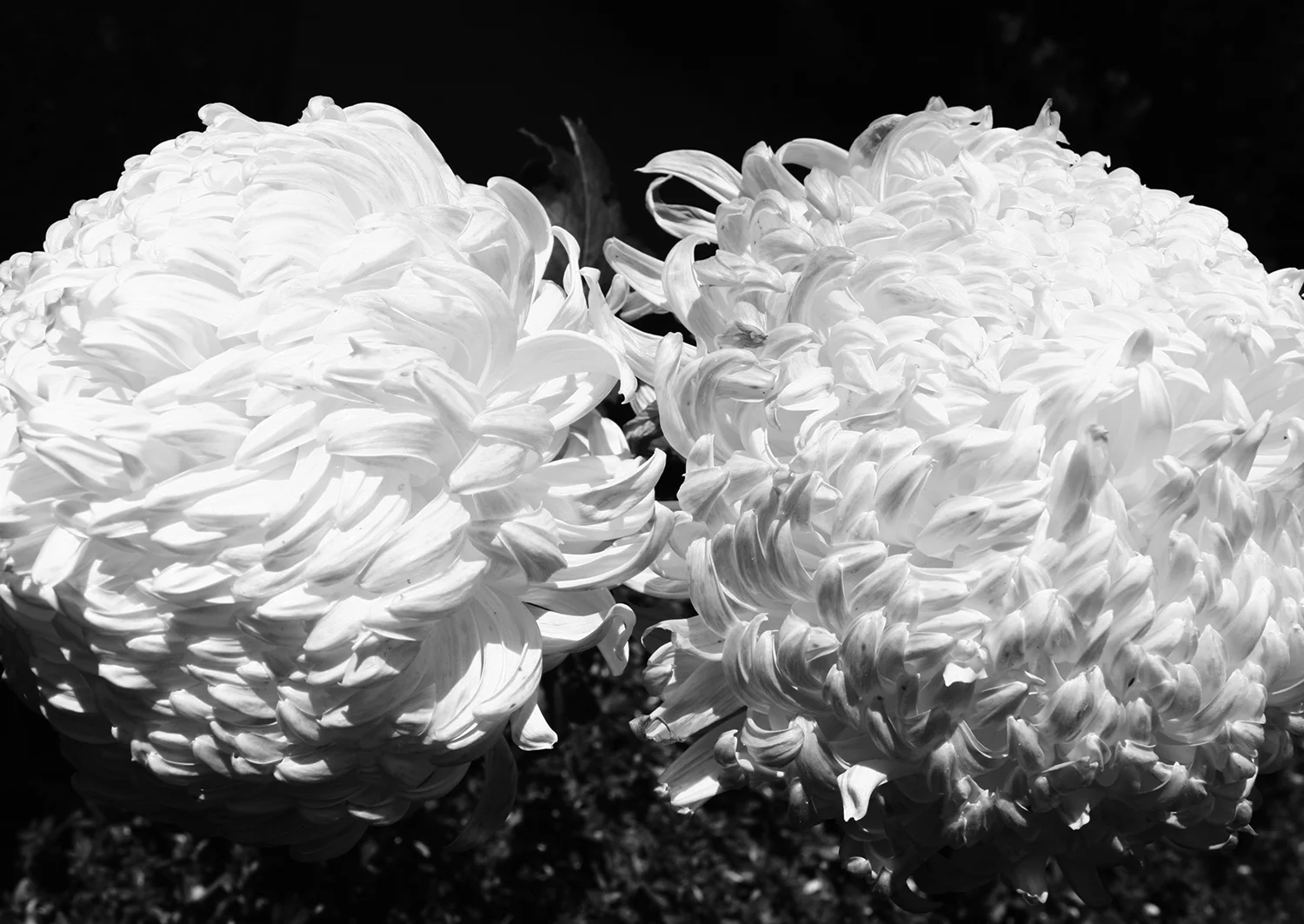 猫のつめとぎ "Sharpening of a Cat's Claw" 2017 #17