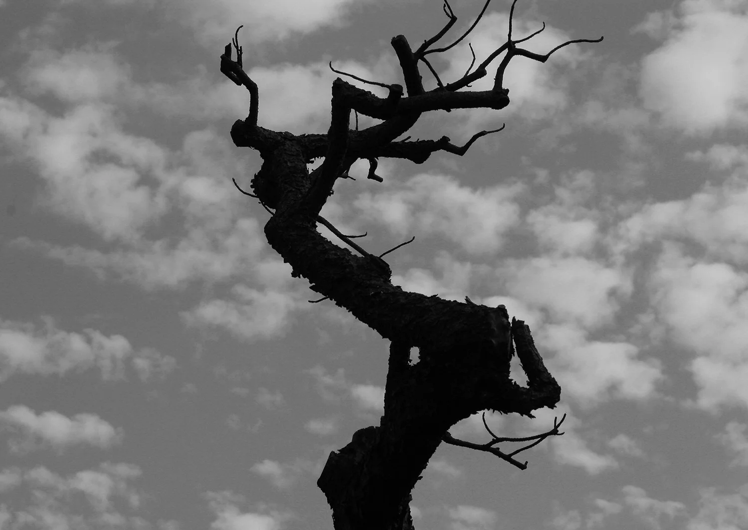 猫のつめとぎ "Sharpening of a Cat's Claw" 2017 #23