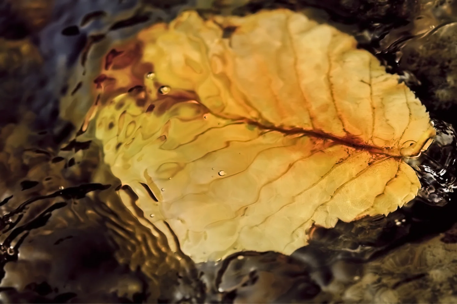 RB  11 09 04 10 32   LA FEUILLE PP.JPG