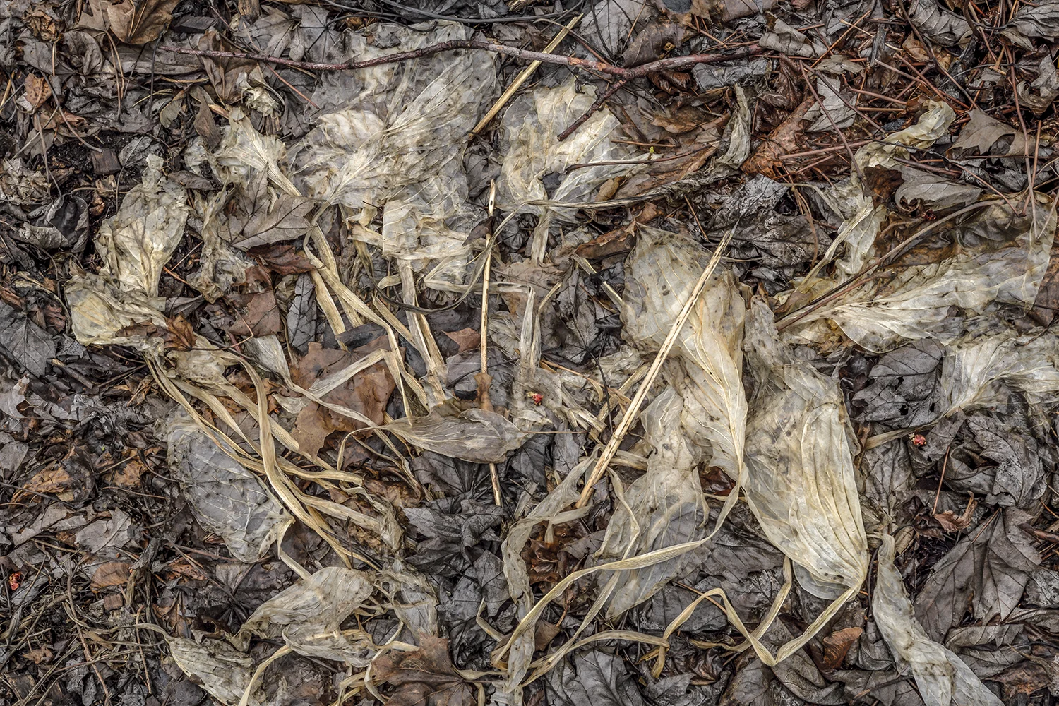 RB  15 04 20 18 25  AVRIL PP.JPG