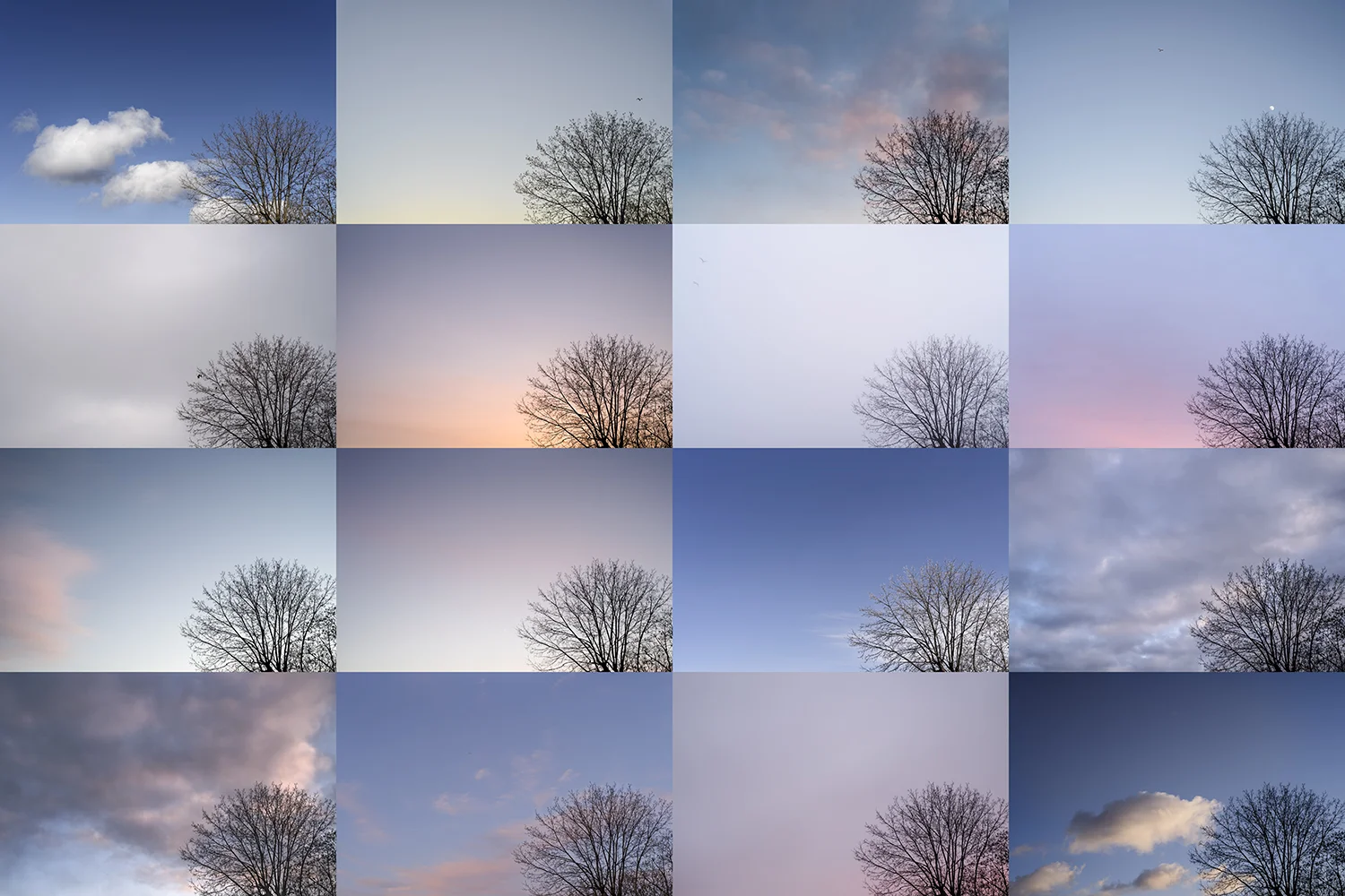 RB 15 12 19 16 05 11 L'ARBRE PP.JPG