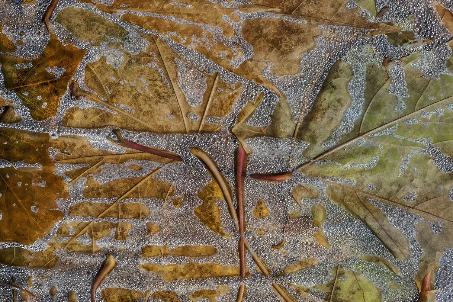 RB 17 11 11 14 32 PLANTES EN SAC NO7 WEB PP .JPG