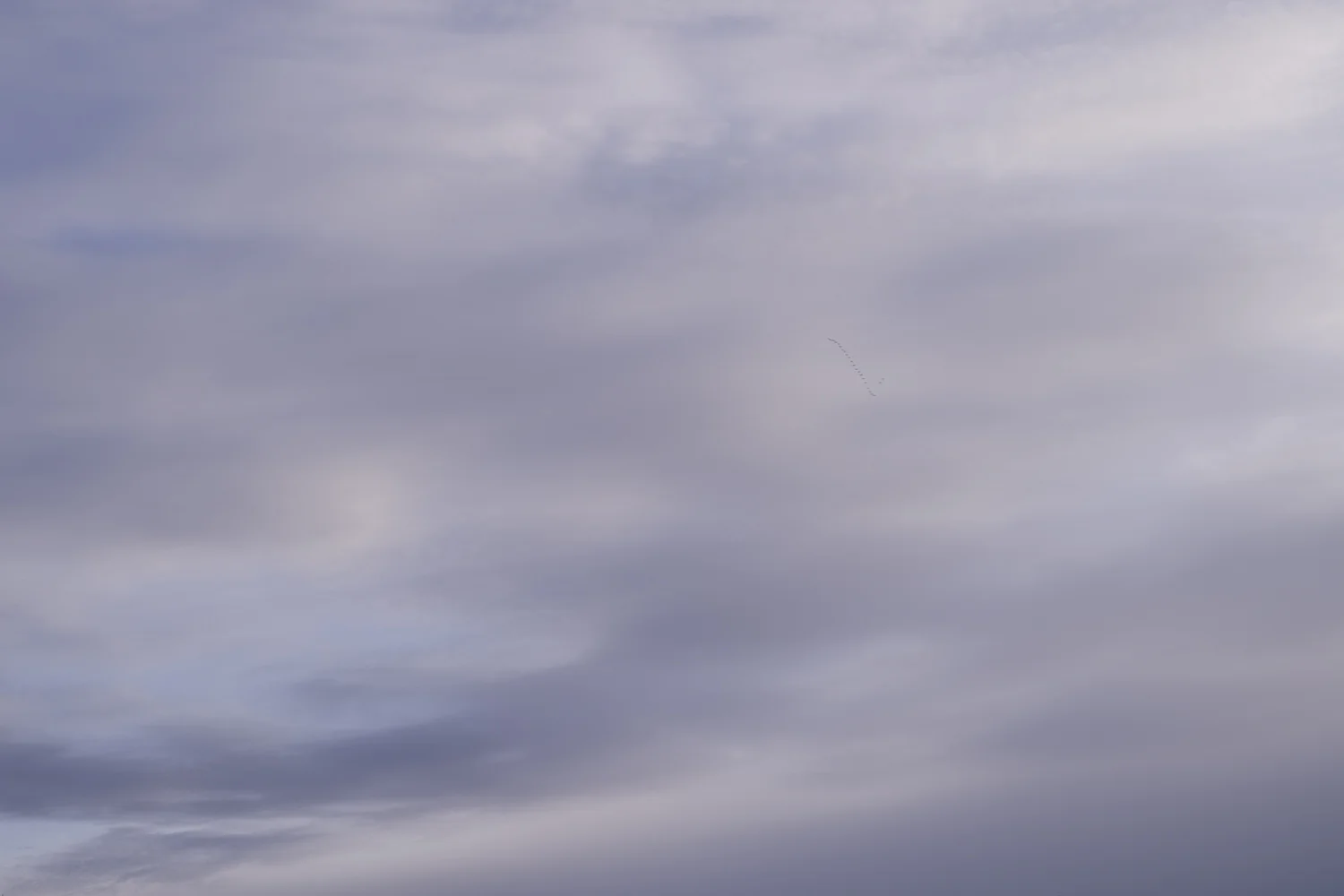 RB 16 03  29 07 24 LE RETOUR DES OISEAUX MIGRATEURS PP.JPG