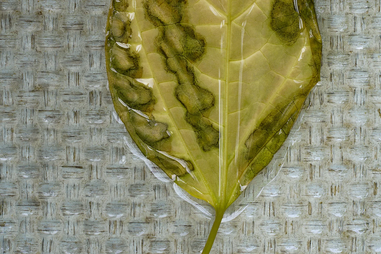 RB 18 06 04 17 03 FEUILLE SUR BALCON PP.JPG