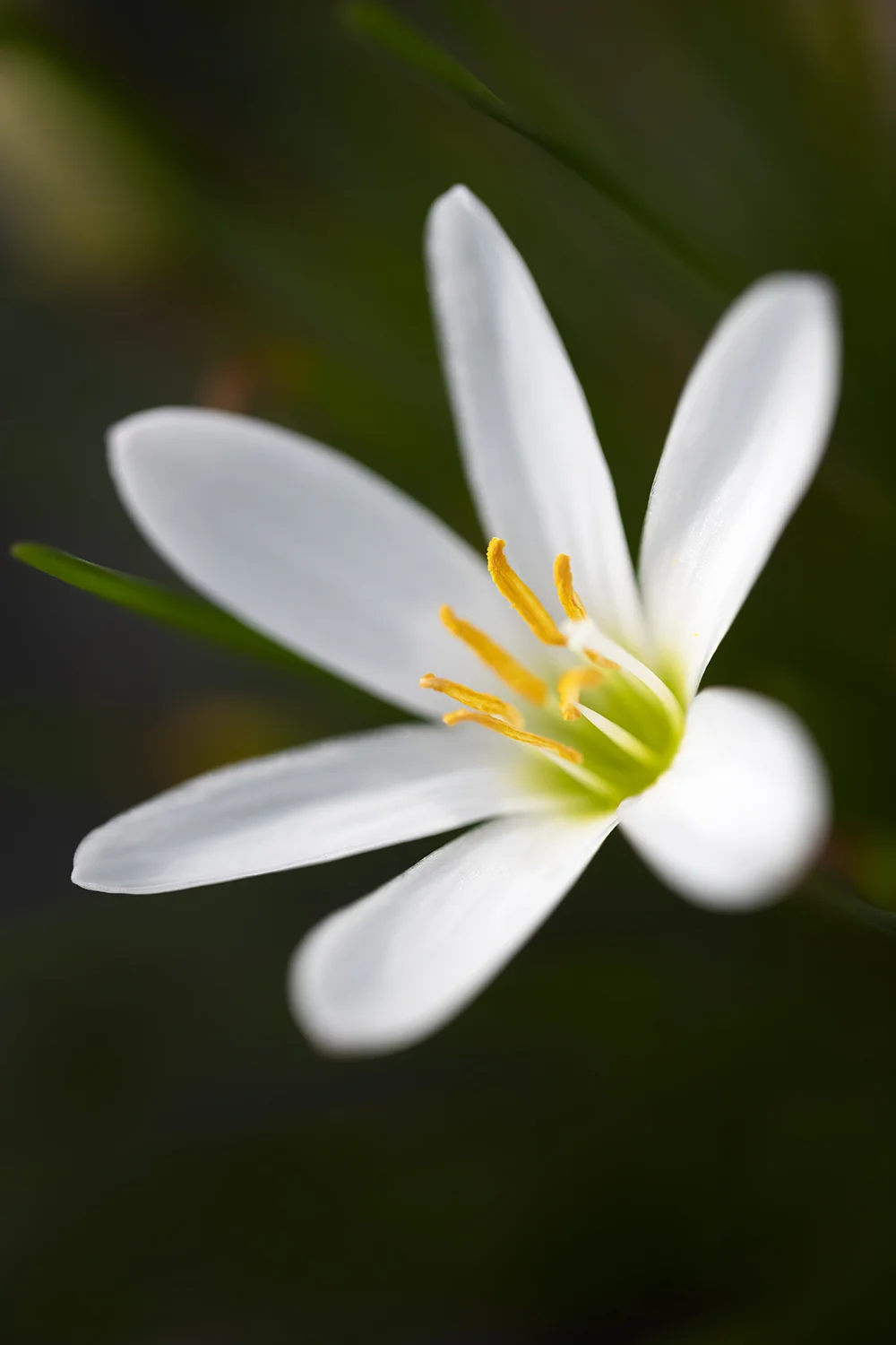 RB 18 08 21 13 55 LA FLEUR BLANCHE PP.jpg