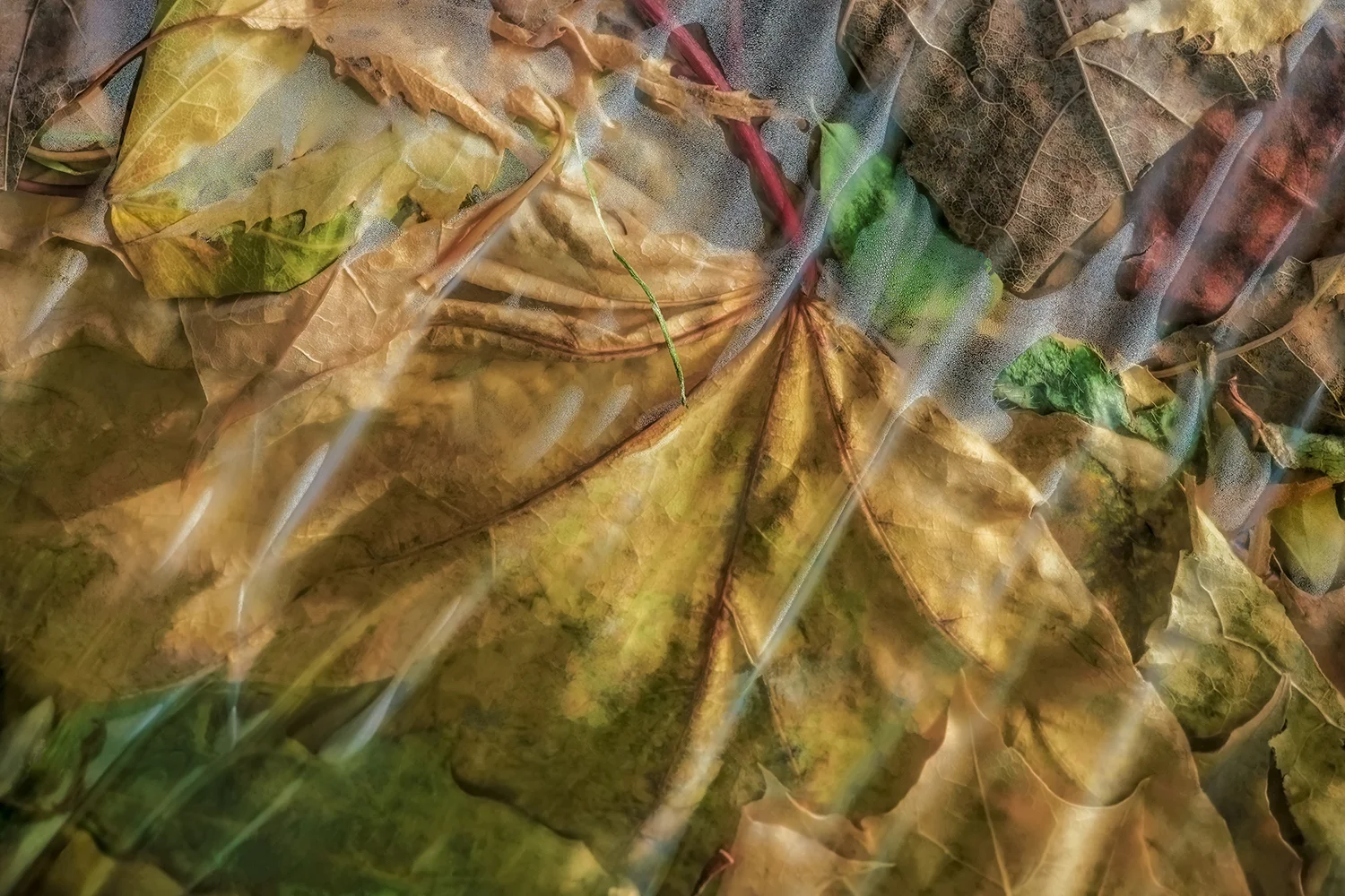 RB 17 11 11 15 03 PLANTES EN SAC NO6 PP .jpg