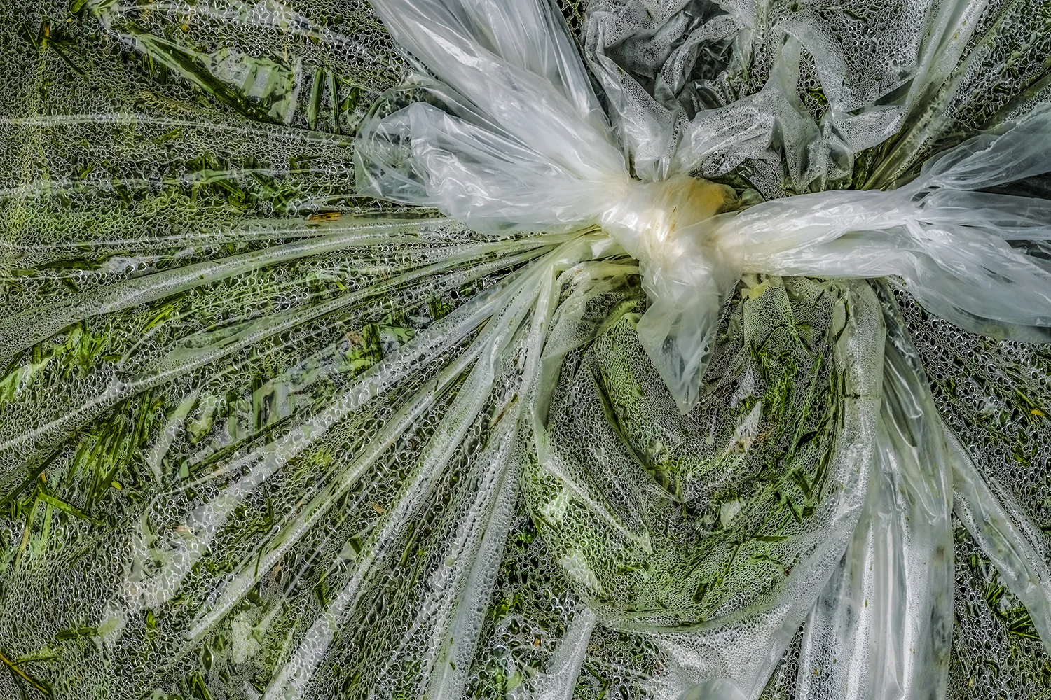 RB 19 07 13 07 51    PLANTES EN SAC NO 14 M PP  copie.jpg