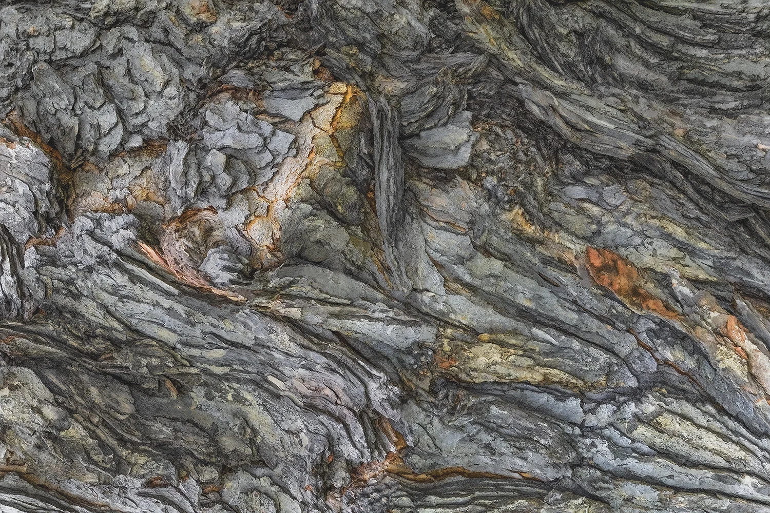 RB  11 09 08 09 48  LE VIEIL ARBRE -3- PP .jpg