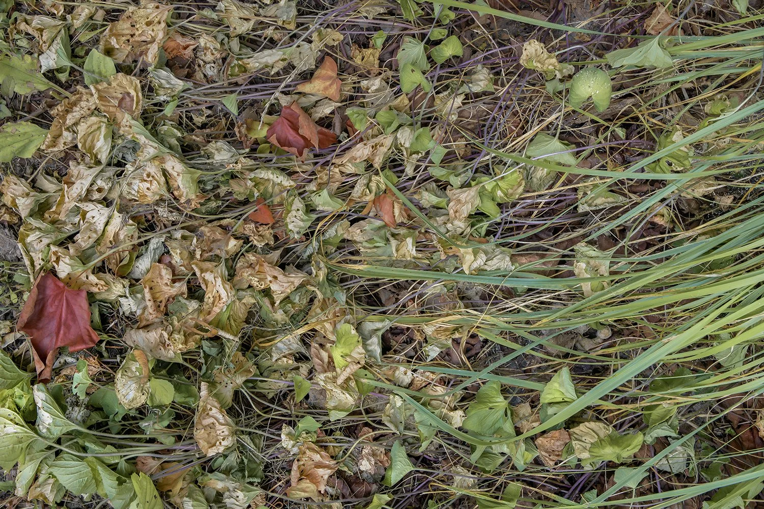 RB 25 08 17 07 24 UN ÉTÉ VISIBLEMENT CHAUD_web.jpg