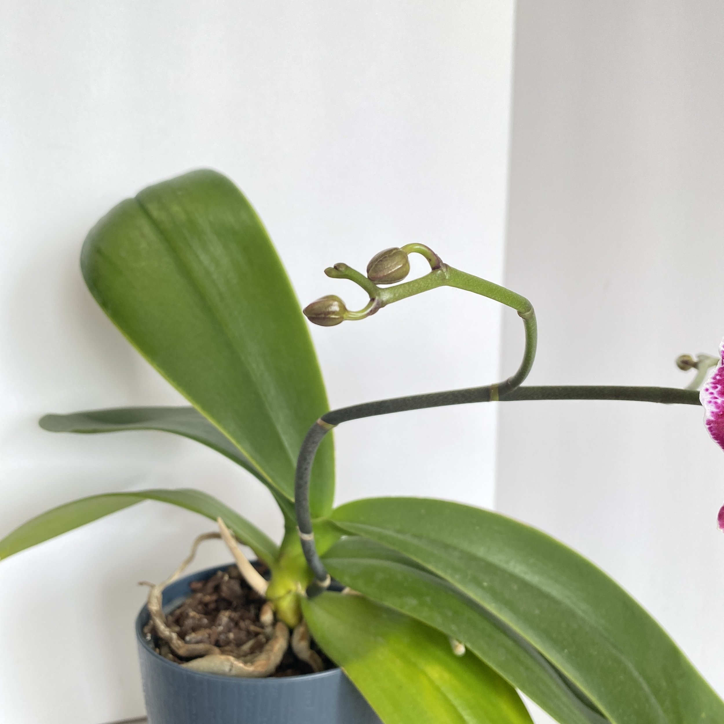 Purple Orchid 3.JPEG