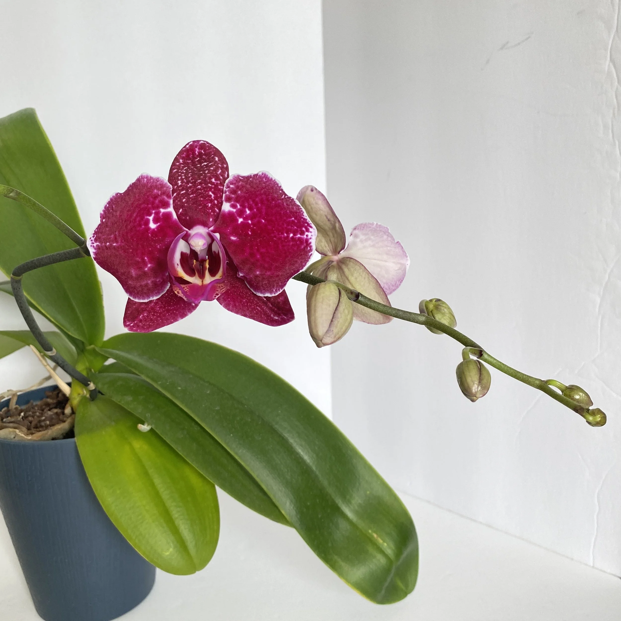 Purple Orchid 2.JPEG