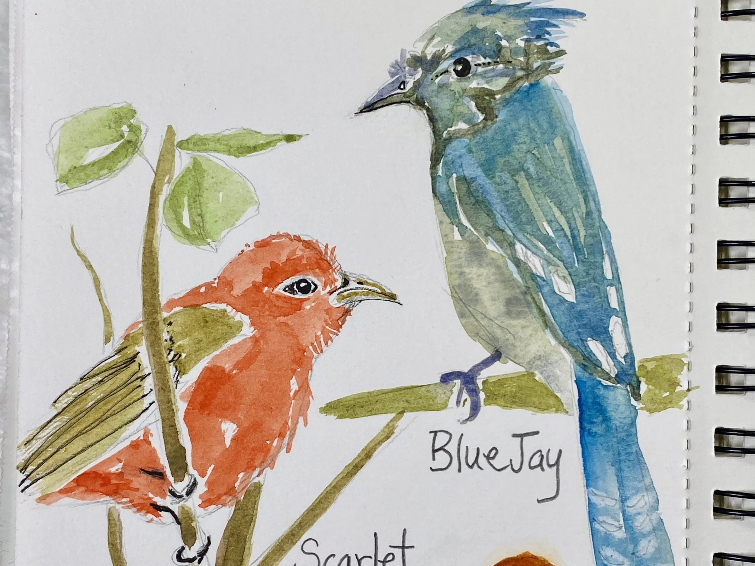 Sketching North American Birds Live Painting Class and Art Sale