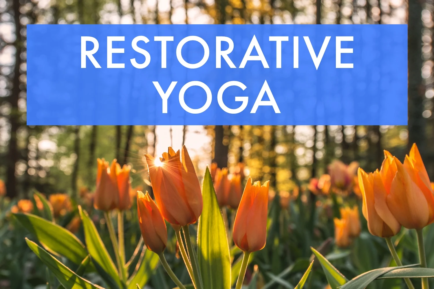 Restorative Tulips HHY Web.jpg
