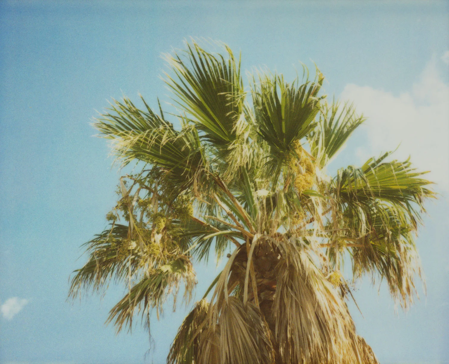 Palmera I