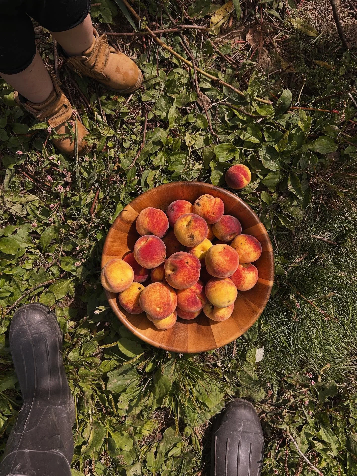 Homestead harvest continues&hellip;.