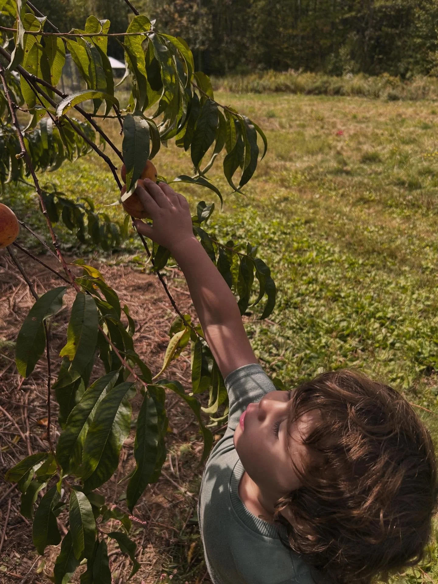 Homestead harvest in full swing - reaching for peaches❤️