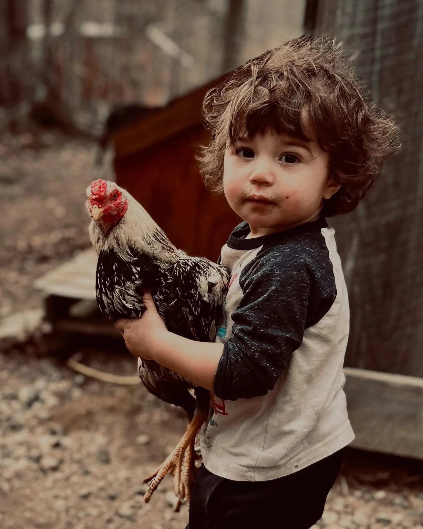 Eamon surprised Ren and me today&hellip;
Walked into the barn to find our 1.5 year old casually holding the rooster. No hesitation, no fear. Just pure fascination. He&rsquo;s absolutely smitten with this particular bird&hellip; and apparently already