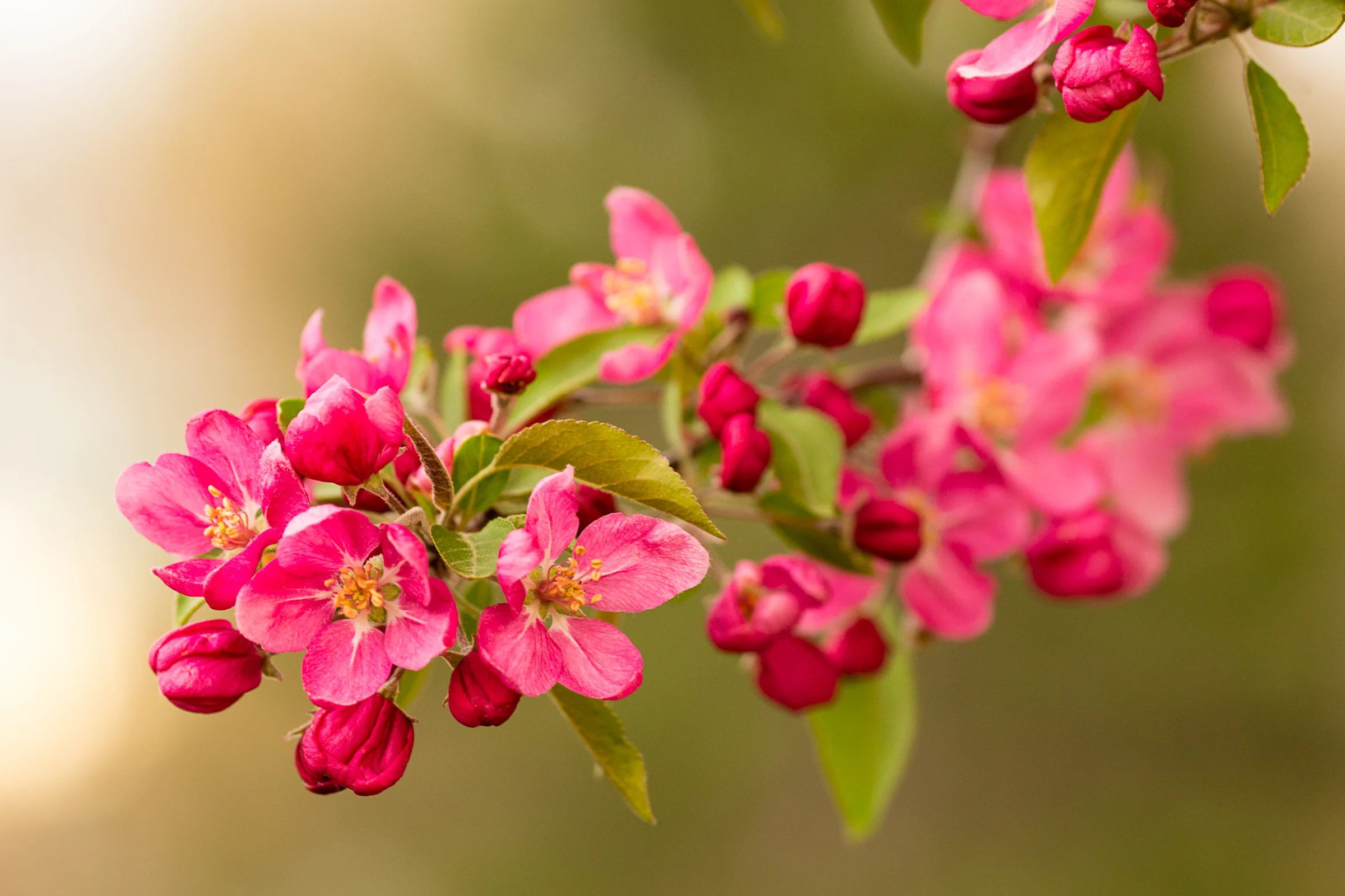 Stock Blossoms (1 of 1).jpg