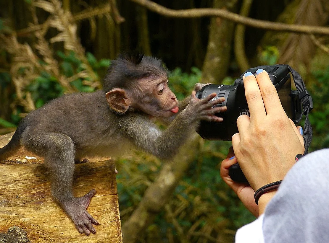 monkey-pic.jpg