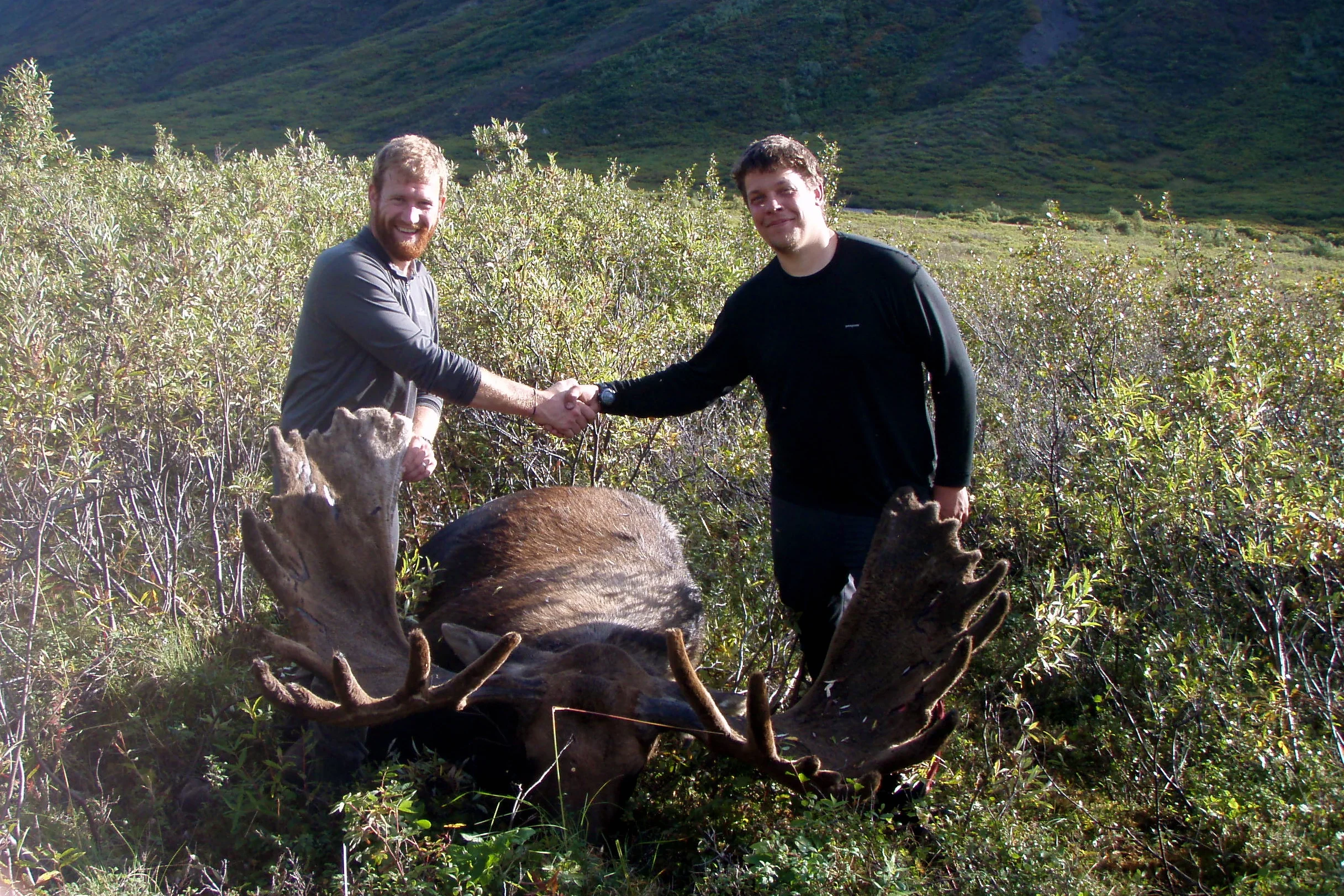 hawkairalaska_moose.jpg
