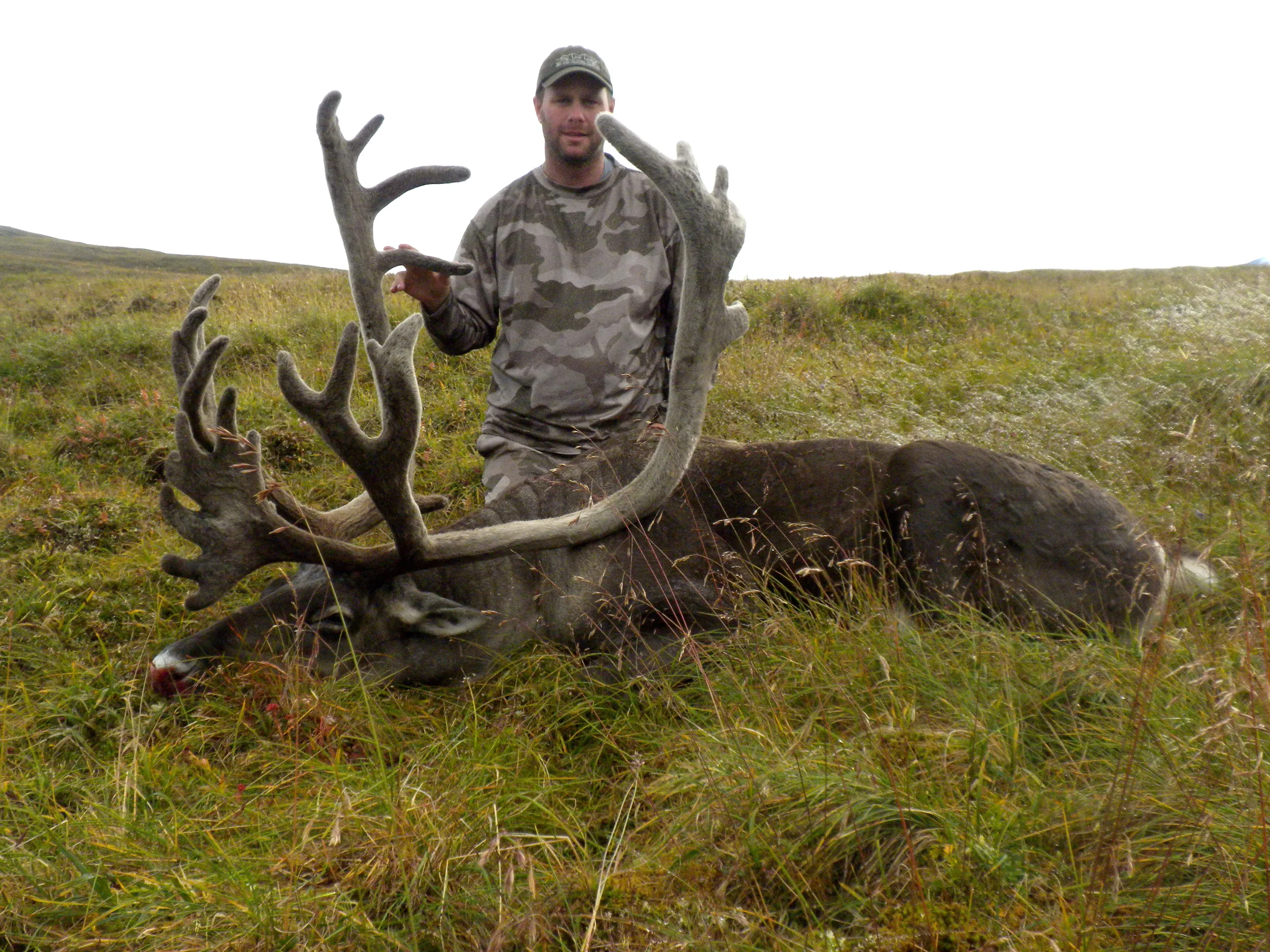 hawkairalaska_caribou.jpg