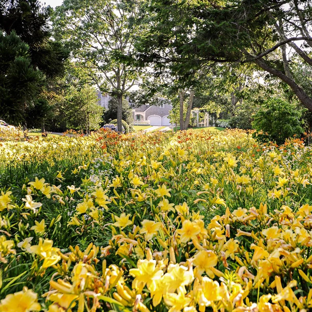 Lily Field, Chatham, MA Landscape Design