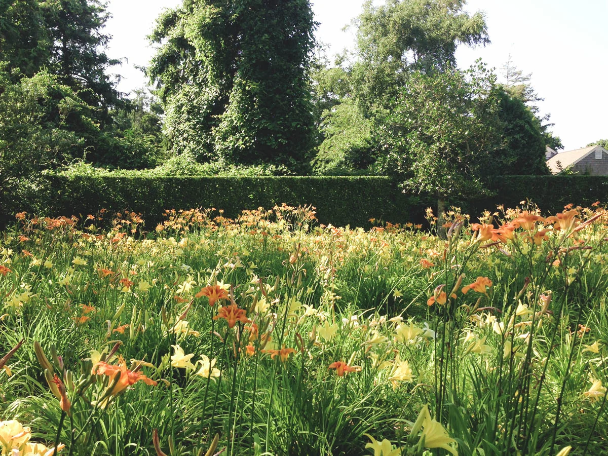 The lily field in continuous bloom from June to September