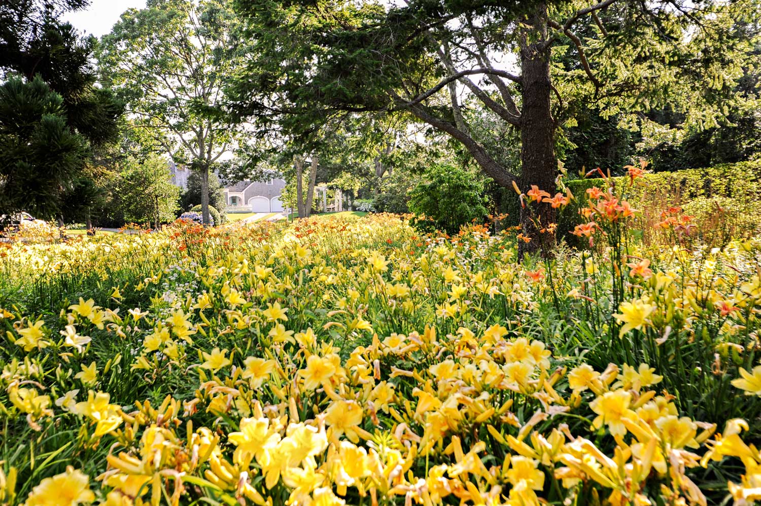 Lily Field, Cape Cod Massachusetts
