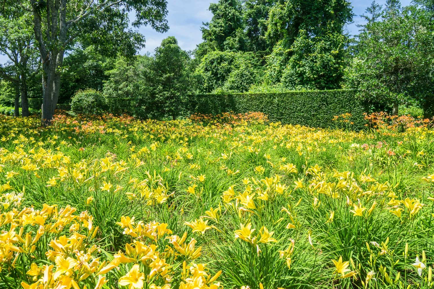 Lily Field Chatham MA — Kimberly Mercurio Landscape Architecture