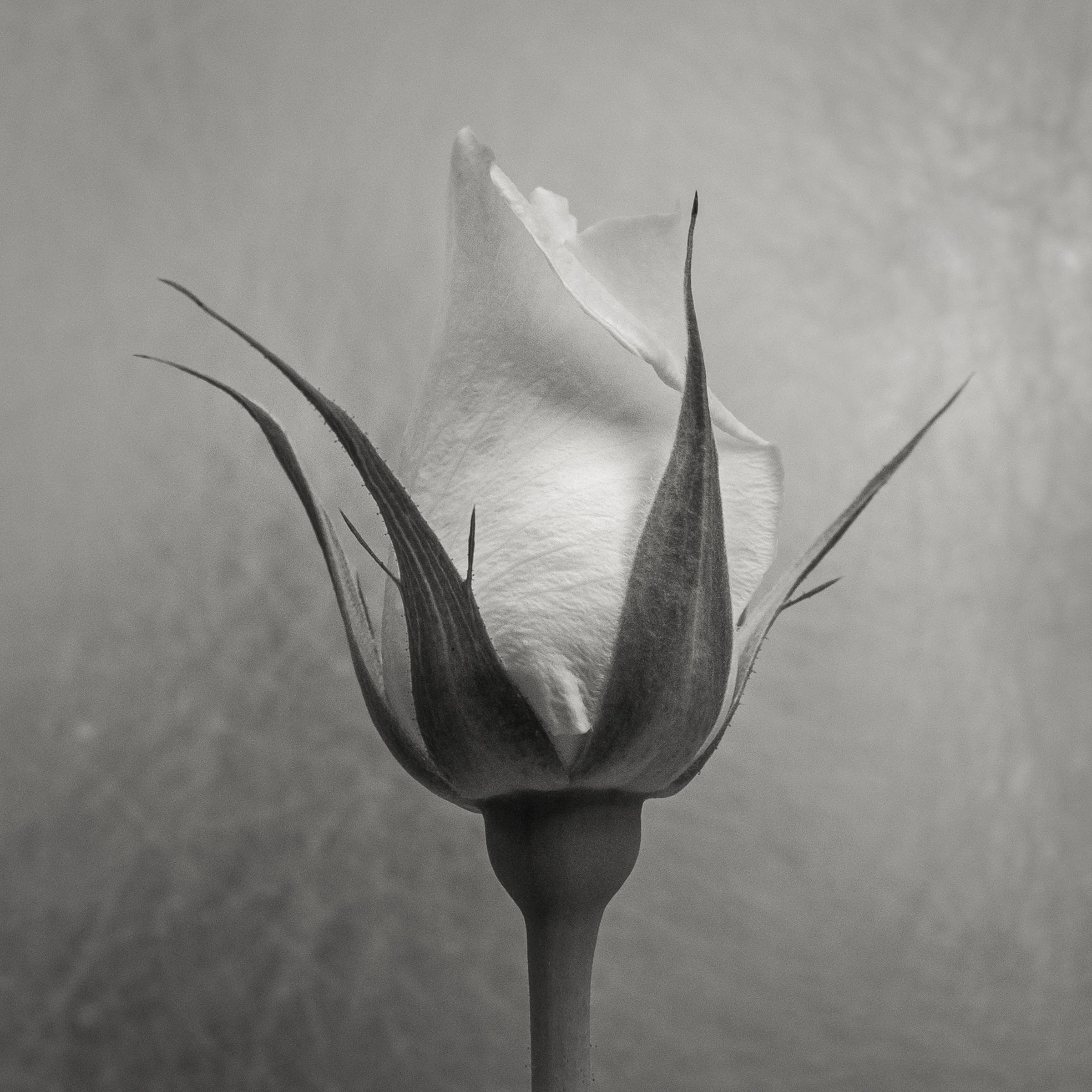 DSC_2378-Edit-Edit-1.jpg