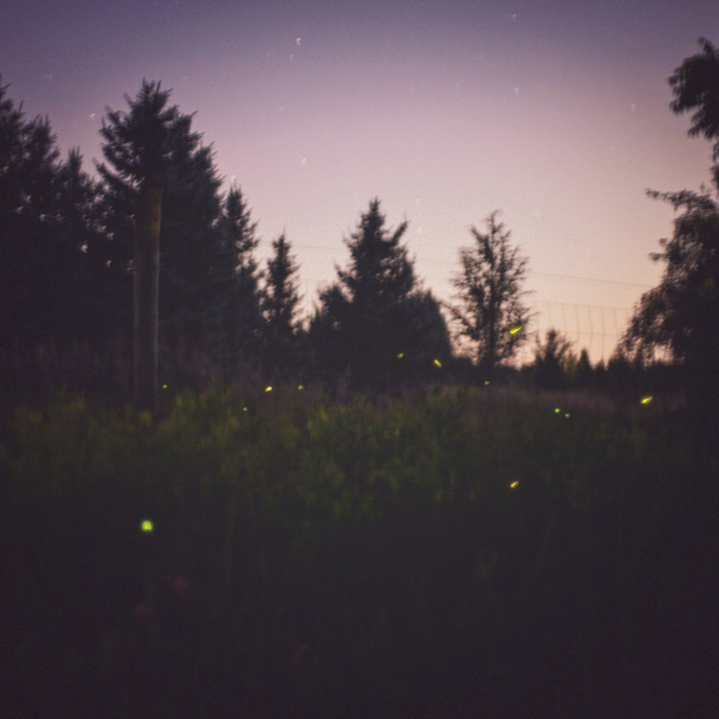Fireflies.gif