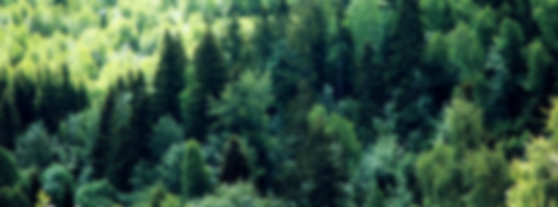 PineTrees_blur.png