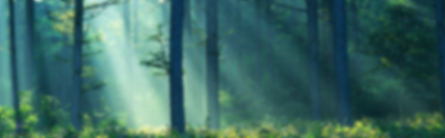 forest-light-900.png