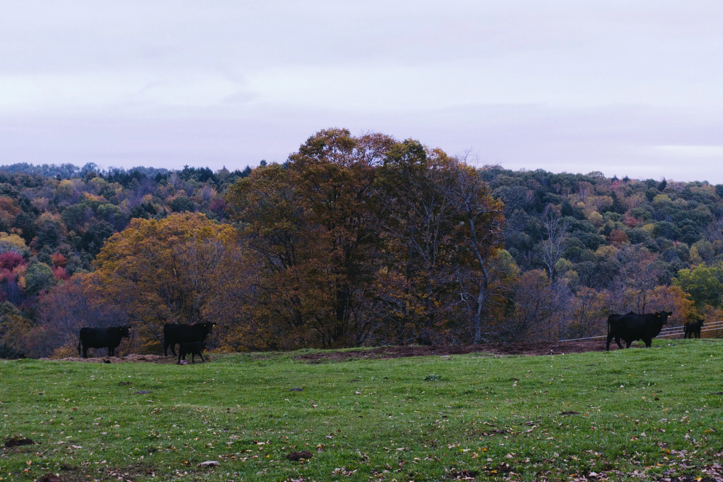 DSC07072-2.jpg