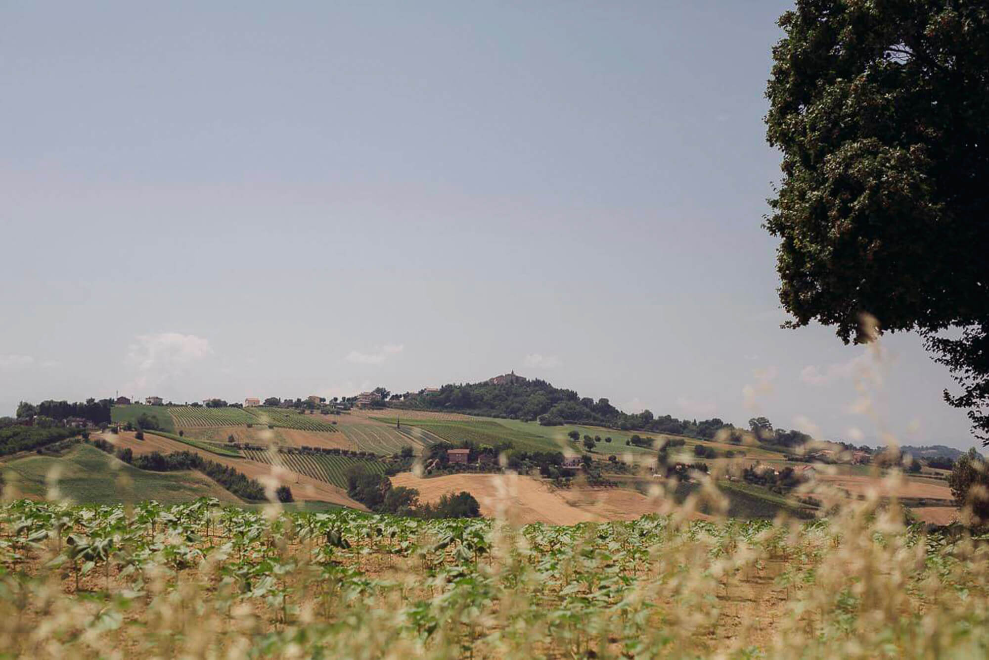 104_wedding_marche_summer_countryside.jpg