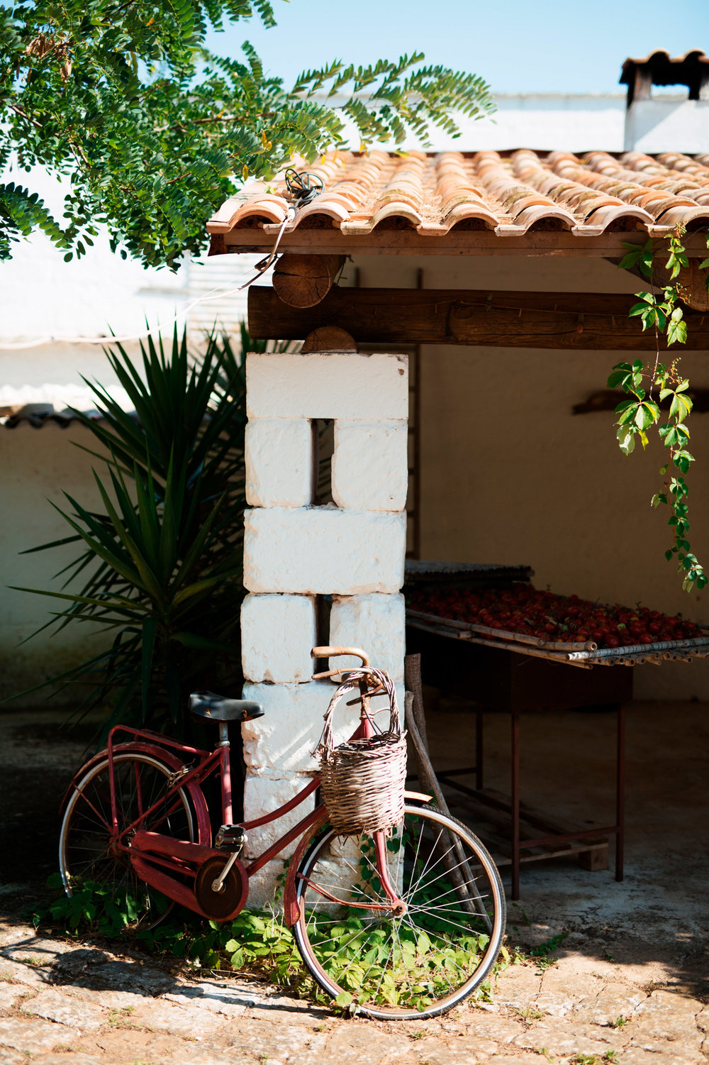 161-FIKUS-PUGLIA-wedding-ostuni-masseria.jpg